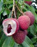 Litchi chinensis
